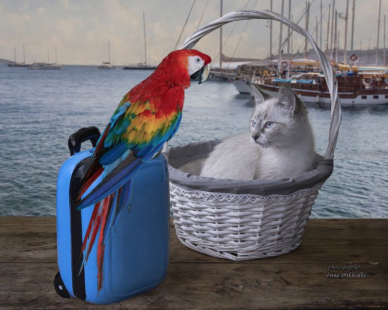 художественное фото, домашние животные, котики, котенок Мы к вам приехали на час! Привет, бонжур, хеллоу!photo preview