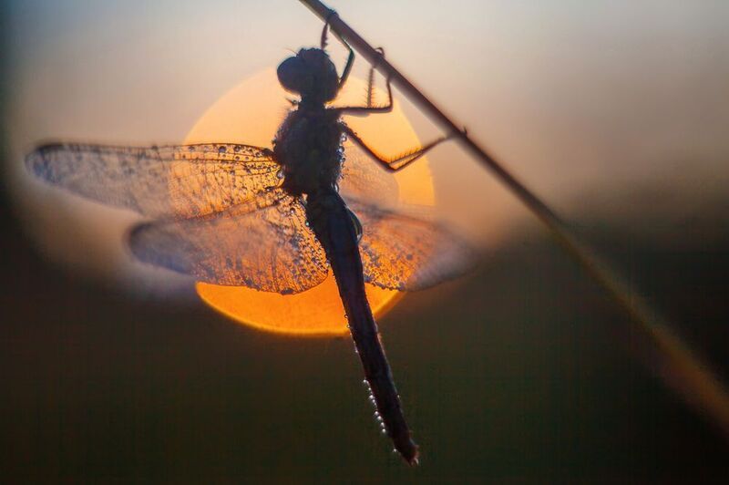 стрекоза, утро , рассвет photo preview