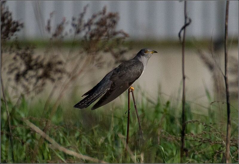 москва, парк, кукушка, птица *photo preview