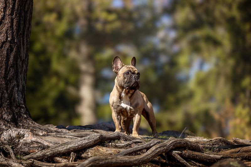 Нильсphoto preview