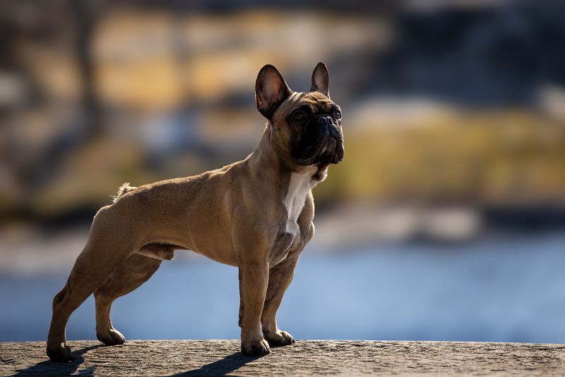 Нильсphoto preview