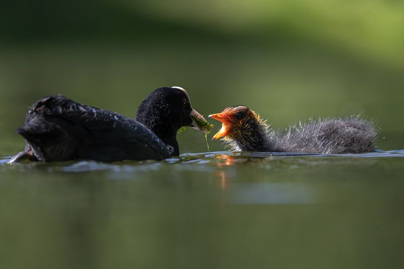 птицы, лысуха, птенец, лысенок За папу и за мамуphoto preview