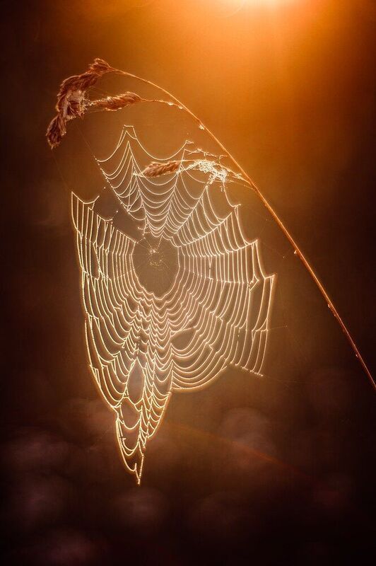 Нити рассветаphoto preview