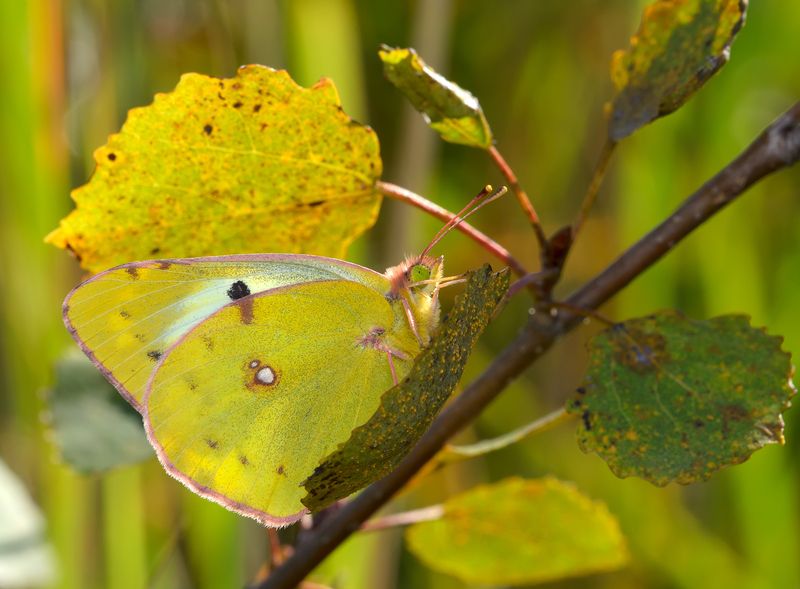 желтушка луговая, colias hyale, белянки, pieridae, бабочка Желтушка луговаяphoto preview