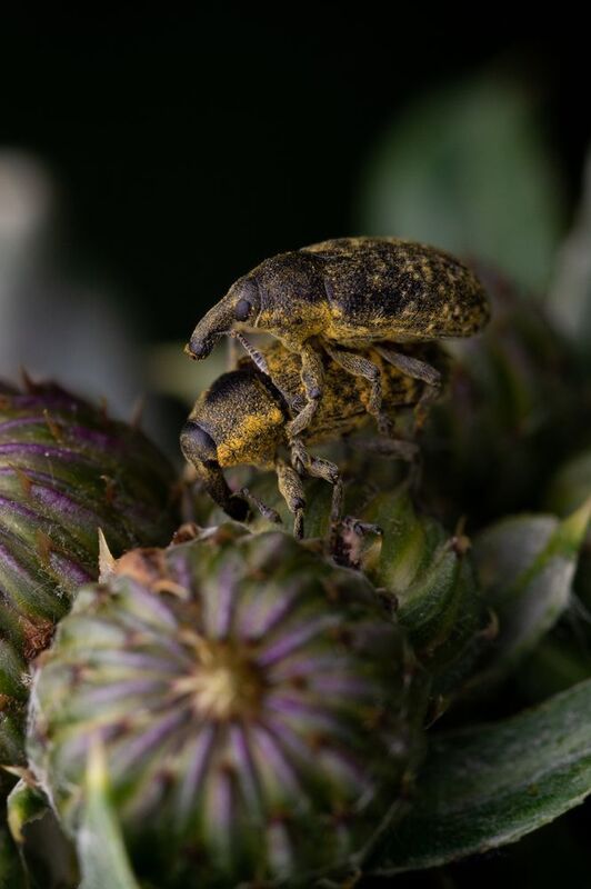 Larinus sturnus Larinus sturnusphoto preview