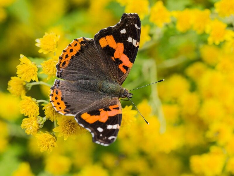 бабочка адмирал индийский vanessa indica Индийский адмирал фото превью