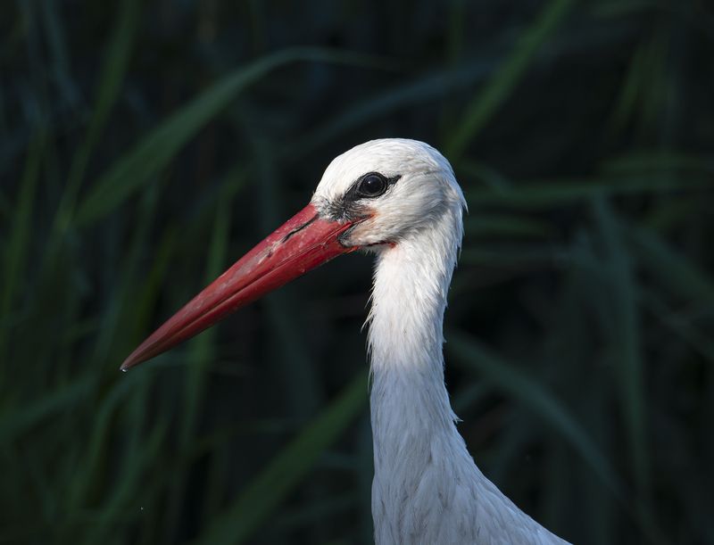 аист, бусел, птица, птицы, природа, фауна, дикая жизнь Портрет photo preview