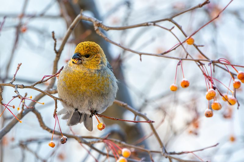 щур Щурphoto preview