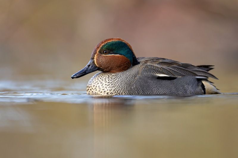 чирок-свистунок, утка, птицы, чирок, свистунок Инь-Яньphoto preview