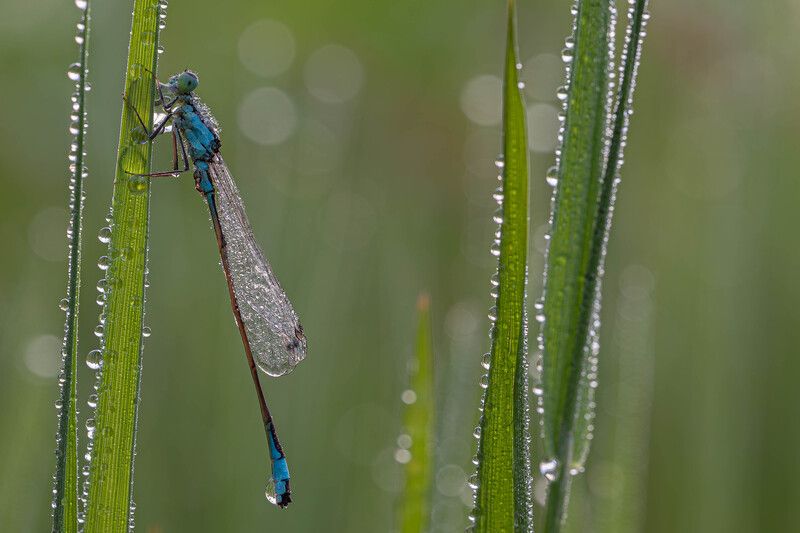 Стрекозка,раннее утро. photo preview