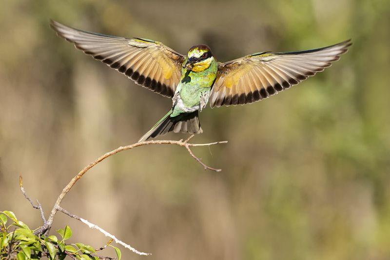 природа Посадкаphoto preview