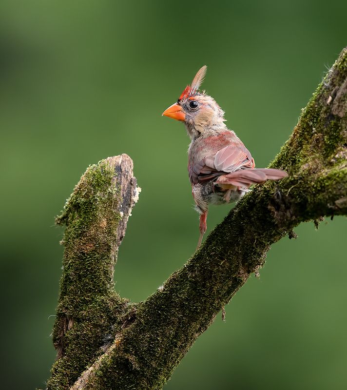 красный кардинал, northern cardinal, cardinal,кардинал Juvenile Northern Cardinal - Молодой Красный кардиналphoto preview