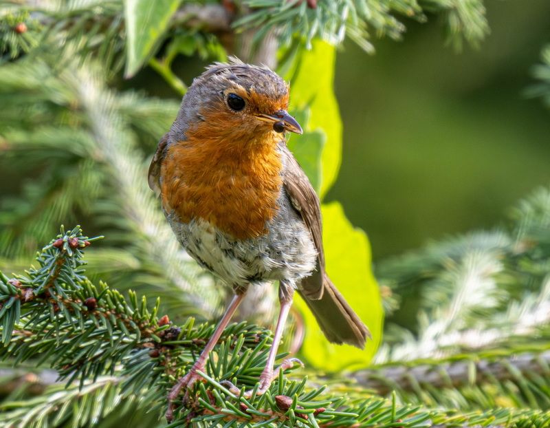 Малиновка фото превью