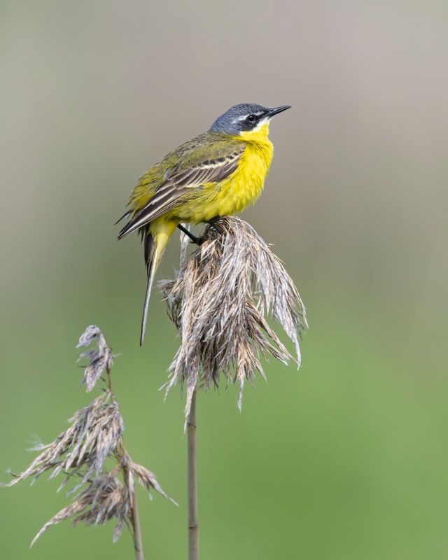 желтая трясогузка, трясогузка, птицы Желтая трясогузкаphoto preview