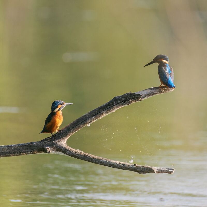 зимородок, птицы, природа Парочкаphoto preview