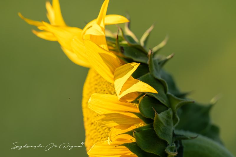 ПОДСОЛНЕЧНИКphoto preview