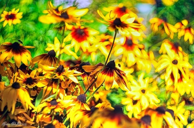 Медовый спас....photo preview