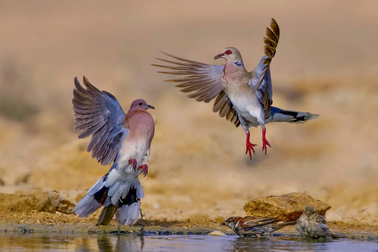 Aerial dance doves. Автор: David Manusevich , David Manusevich