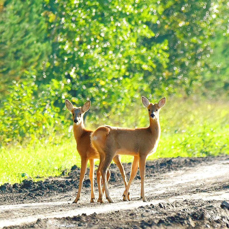 Грацииphoto preview