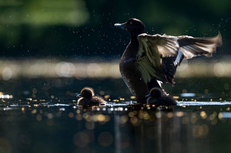 нырок, хохлатая чернеть, утенок, птицы, контражур photo preview