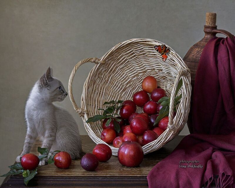 натюрморт, фрукты, сливы, котенок, кошки, питомцы - Это не я, это бабочка!photo preview