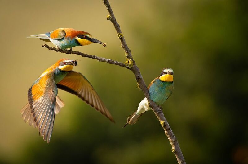 Bee-eater фото превью