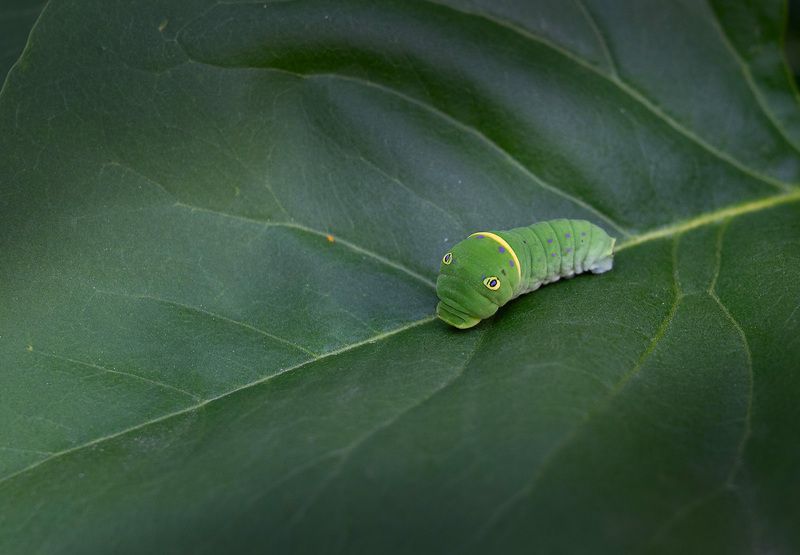 caterpillar, green, leaf, plant, tree, A Green Alienphoto preview