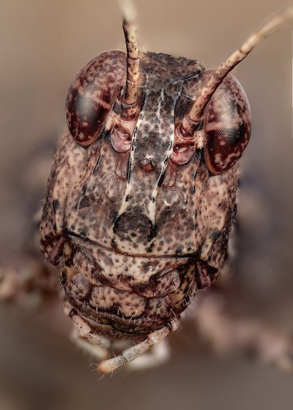 orthoptera, oedipodinae, oedipoda caerulescens, голубокрылая кобылка Голубокрылаяphoto preview