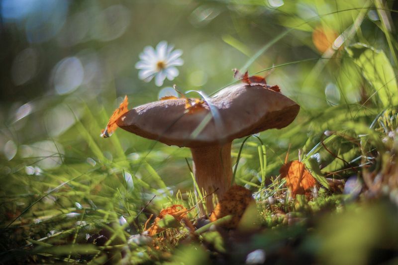 грибы,  photo preview