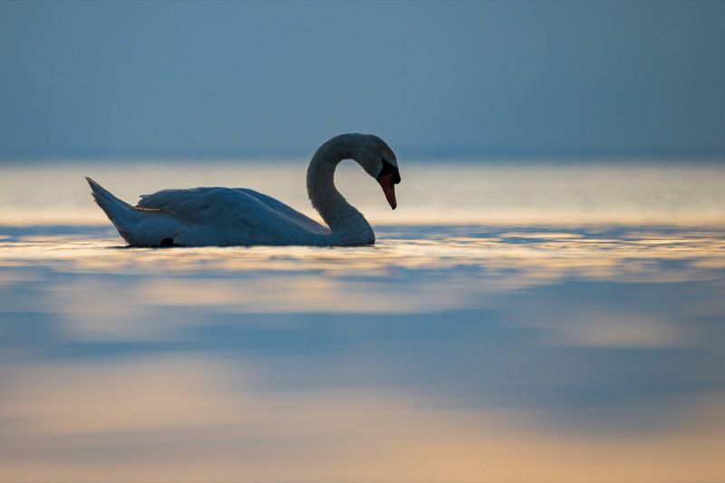 шипун, лебедь, лебедь шипун, лебедь-шипун, финский залив, закат, лебеденок Лебедь-шипунphoto preview