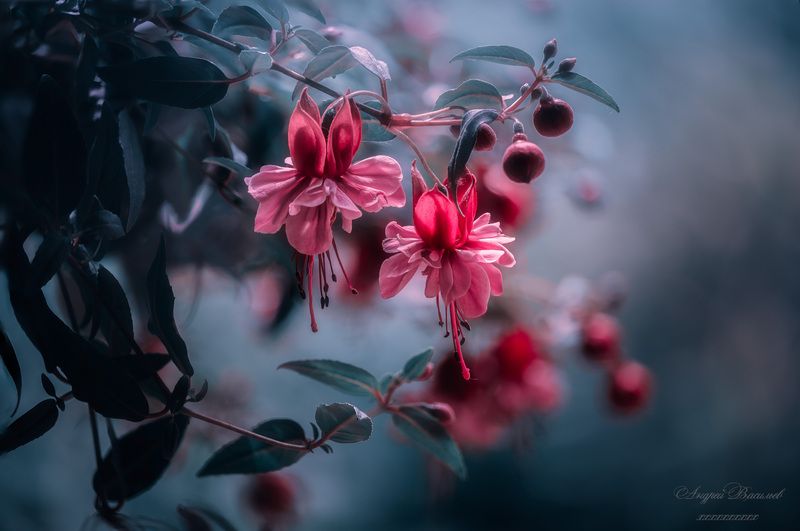 Цветы, фуксия, лето, летний сезон Сладкая парочкаphoto preview