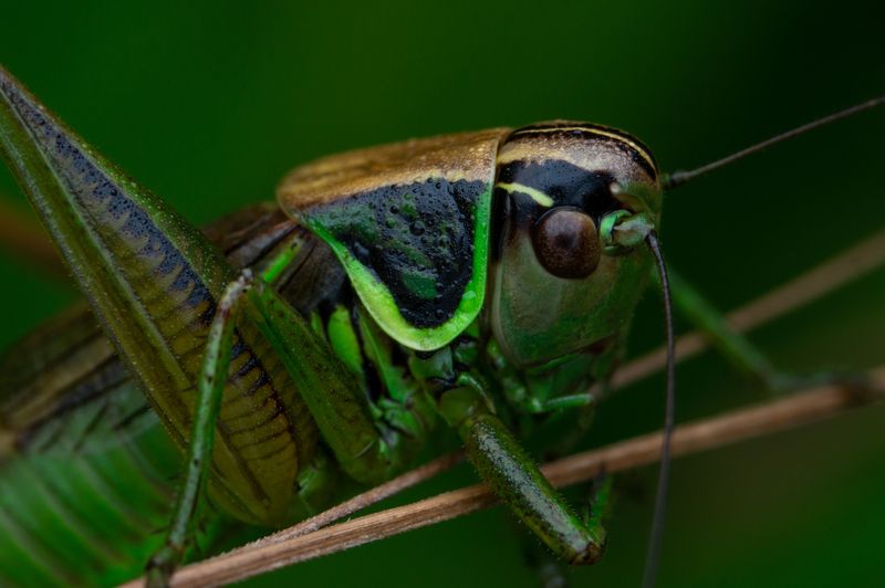 Roeseliana roeseliiphoto preview