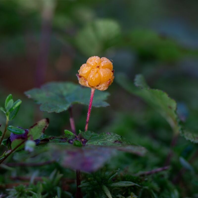 Морошкаphoto preview