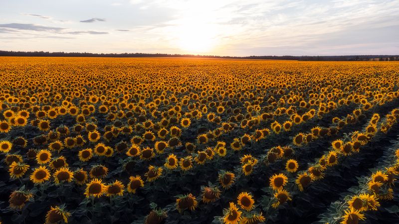 подсолнухи, природа, поля, поля подсолнухов, пейзаж, пейзажная фотография Море из подсолнуховphoto preview
