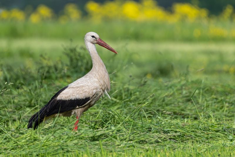 птицы, аистphoto preview