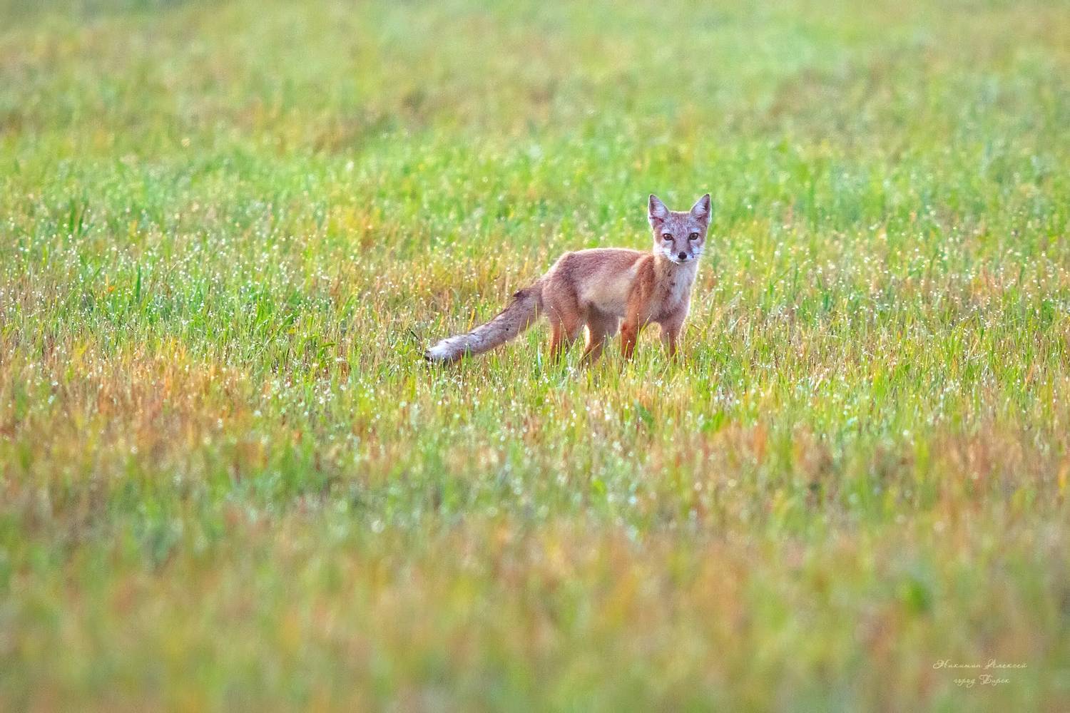 Лисёнок бегал по росе. Автор: Никитин Алексей , Никитин Алексей