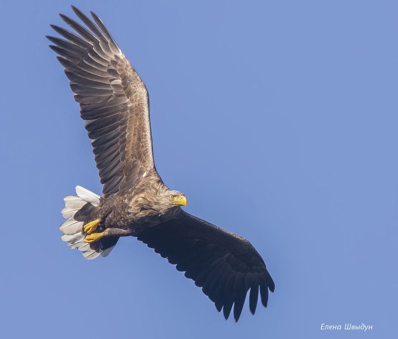 bird of prey, animal, birds, bird, animal wildlife, nature, animals in the wild, орлан-белохвост, white-tailed eagle, птицы, птица Важная птица!photo preview