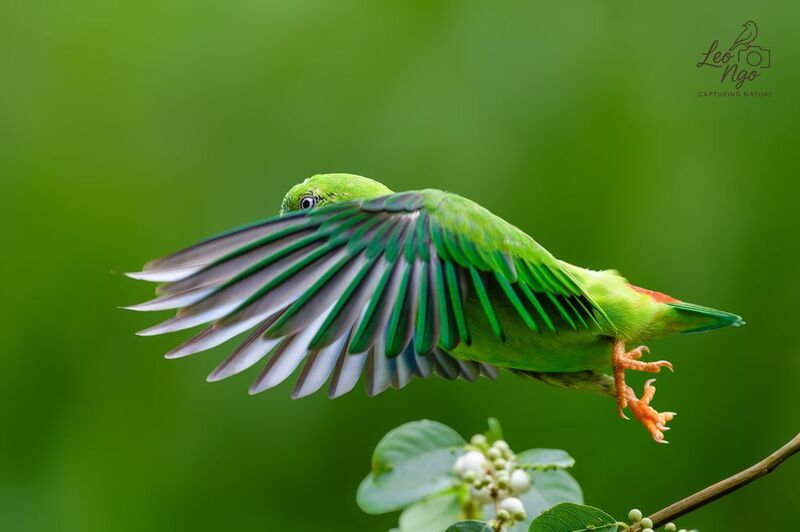 Shy mid-flight, hiding behind its own wings. фото превью