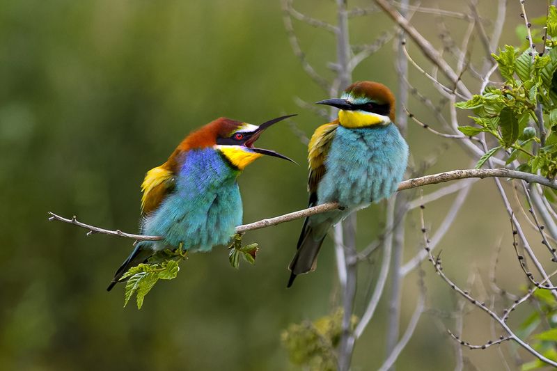 природа ***photo preview