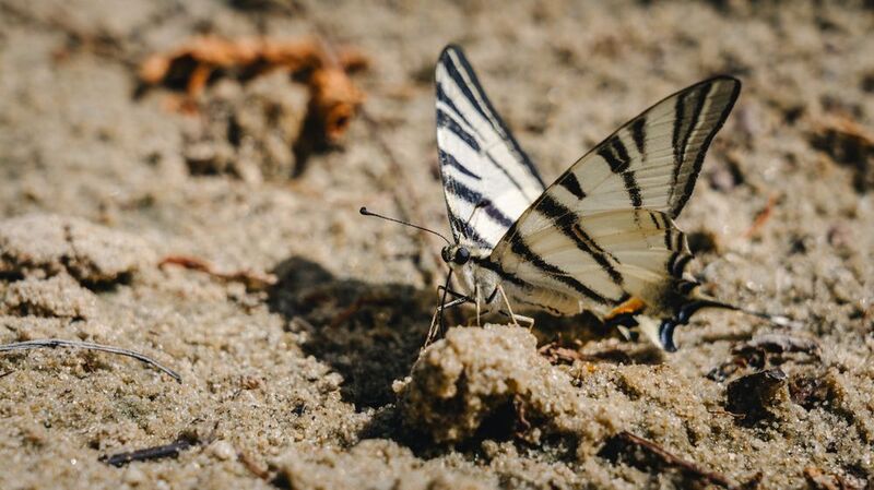 Махаонphoto preview