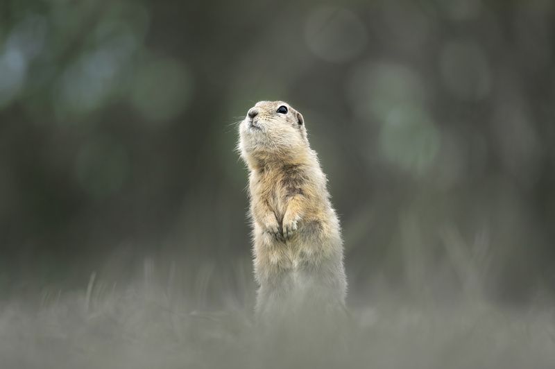 суслик, красноярск, татышев Сусликphoto preview