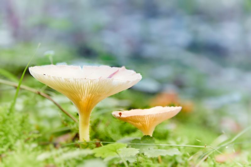 грибы Грибочкиphoto preview