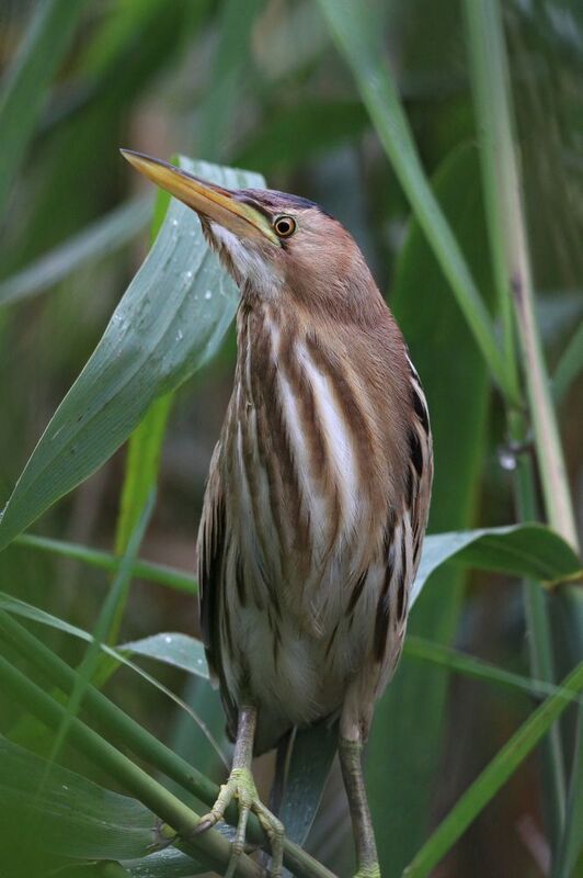 малая выпь, выпь, волчок, цапля, little bittern, ixobrychus minutus, botaurus minutus, bittern Начекуphoto preview