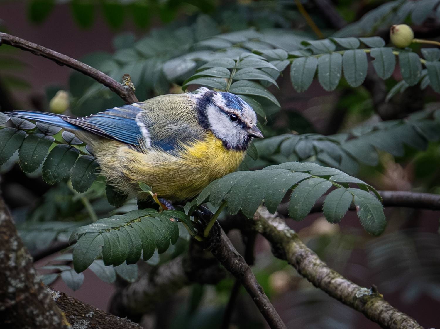 Автор: Курлянцев Алексей , Курлянцев Алексей