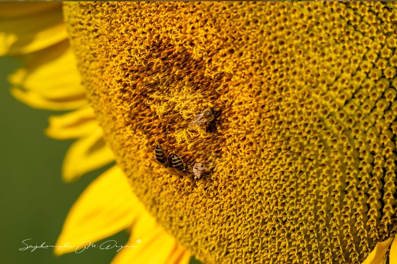 ПОДСОЛНЕЧНИКphoto preview