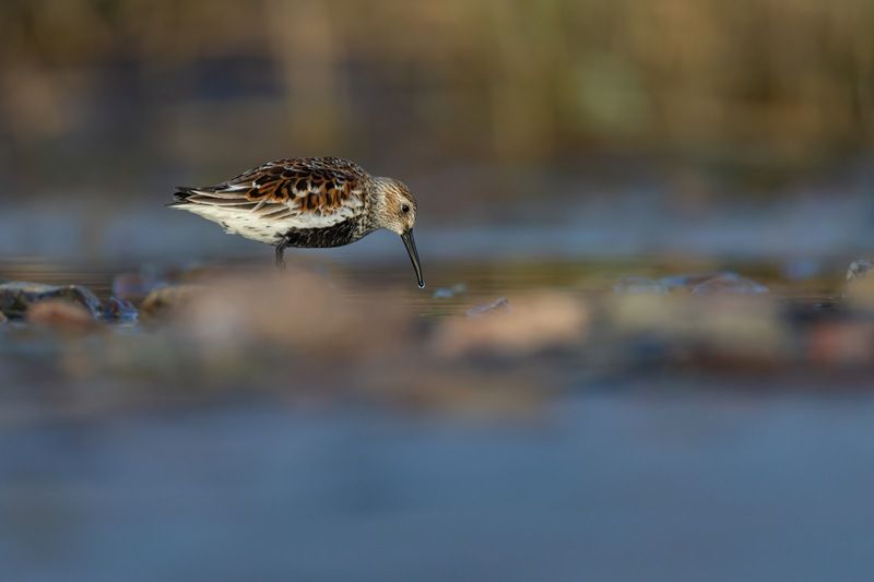 чернозобик, кулик, птицы Чернозобикphoto preview