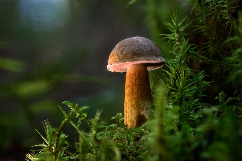 Тихая охота на 105 ммphoto preview