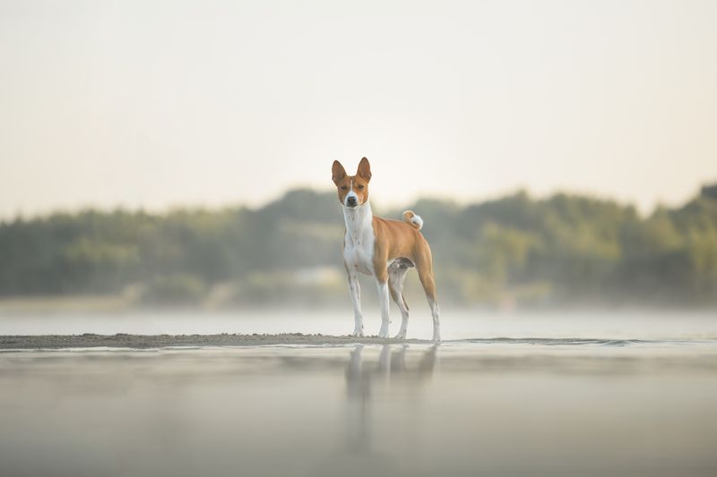 Азурphoto preview