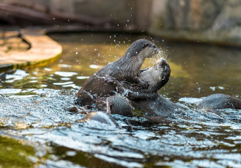 Выдрячий Батл. Огурец не поделили....photo preview