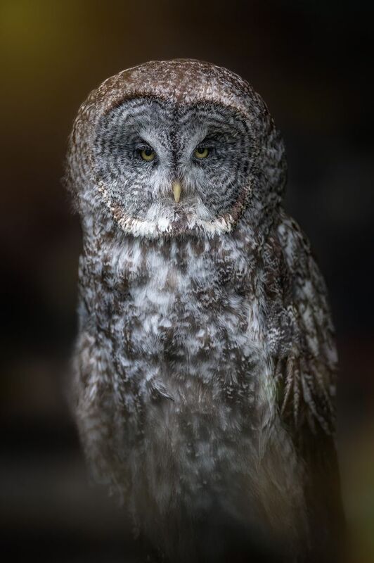 Great Grey Owl Great Grey Owlphoto preview